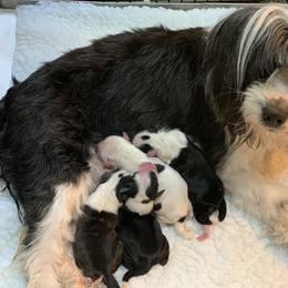 Tibetan Terrier All Grown Up from Kham Ra Tibetans