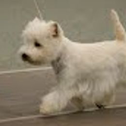 West Highland White Terriers from Ashgate