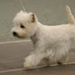 West Highland White Terriers from Ashgate