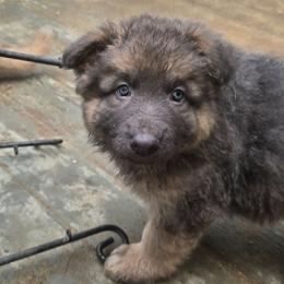 Grayson - Blue male German Shepherd puppy in Buckfield, Maine from Levesques German Shepherds