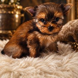 Russian Salon Dog and Yorkshire Terrier Puppies from Hunting Hills Petit Luxe Babydolls