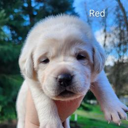 Red collar - Yellow female Labrador Retriever puppy in Mossyrock, Washington from White River Labradors