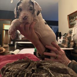 Pending - Harlequin female Great Dane puppy in Cadillac, Michigan from Garrow Danes House of Blues