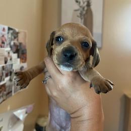 Jane - Red female Dachshund puppy in Yuba City, California from The Navarro Furbabies