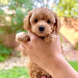 Brown Collar - Apricot male Cavapoo puppy in St George, Utah from Picture Perfect Doodles