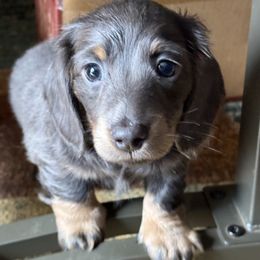 Clay - Gray (blue) and tan male Dachshund puppy in Salem, Oregon from Ide's of March Dachshunds