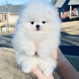 Leo - White male Pomeranian puppy in Hot Springs, Arkansas from Pomeranian Empire