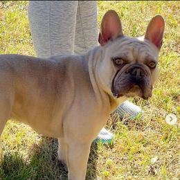 Rouxgar - French Bulldog