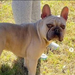 Rouxgar - French Bulldog