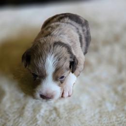 Burke - Red merle female Miniature Australian Shepherd puppy in Paris, Texas from Blue Envy Mini Aussies