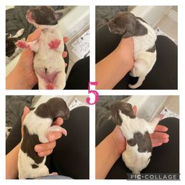 Girl 3 - White and liver German Shorthaired Pointer puppy in Logan, Utah from On Point Gun Dog's of Utah