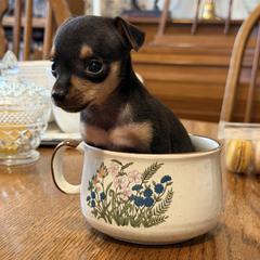 Pixie - Black and tan female Russian Toy puppy in Citrus Heights, California from Domik of love