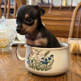 Pixie - Black and tan female Russian Toy puppy in Citrus Heights, California from Domik of love