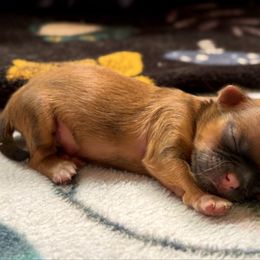 Boy 2 - Red male Shih Tzu puppy in Oakville, Washington from Pine Pawz
