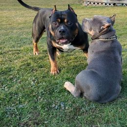 American Bully All Grown Up from Blue Fury