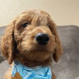 Dug - Red  Goldendoodle puppy in Harrisburg, Arkansas from Ransone’s Ridge Runners Poodles and Doodles