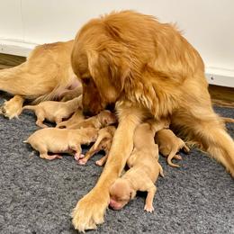 Girl 3 - Golden female Golden Retriever puppy in Buffalo, Missouri from Thrasher Family Puppies