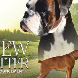 Boxers from Euro boxers of SoCal
