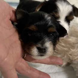 Boy 2 - Black tan and white male Biewer Terrier puppy in Woodside, New York from Allure Biewer Terriers