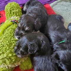 Miniature Schnauzer Puppies from Nature's Nook