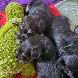 Miniature Schnauzer Puppies from Nature's Nook