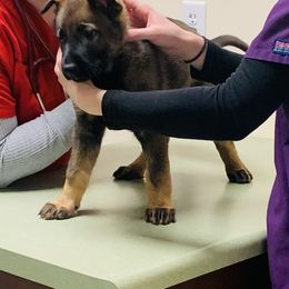 German Shepherd Puppies from Stephanie hoffman german shepherds