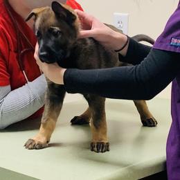 German Shepherd Puppies from Stephanie hoffman german shepherds