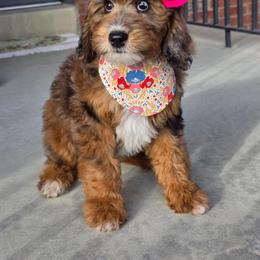 Cranberry - Sable female Bernedoodle puppy in Syracuse, Utah from Island View Poodles & Doodles