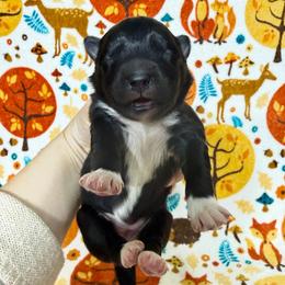 Nova - Black female Siberian Husky puppy in Lunenburg, Vermont from SNOW WOOLY HUSKY