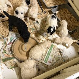 Sport - Cream male Poodle puppy in Ormond Beach, Florida from Shooting Star Standard Poodles