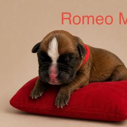 Romeo - Fawn male Boxer puppy in Abilene, Texas from L&L Euro Boxers and Small Town Shih Tzus