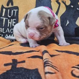 Spice Girl - White and red female American Bulldog puppy in Homestead, Florida from BackyardfinestBullys