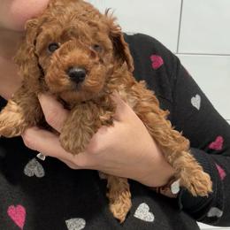 Milo - Red  male Poodle puppy in Houston, Texas from YZC Frenchies at 4C Ranch