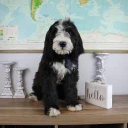 Boy 7 - Black and white Bernedoodle puppy in Riverdale, Utah from La Di Da Doodles