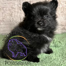 AKC PATIENCE - Black female Pomeranian puppy in Watkins Glen, New York from Wicked Spirits Pomeranians
