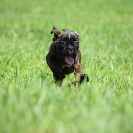 Tulip - Brindle female Boxer puppy in Humboldt, Nebraska from Keims Royal Boxers