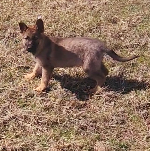 German Shepherd and Pembroke Welsh Corgi Puppies from Tiny Titans K9
