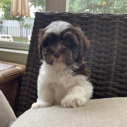 Havanese Puppies from Hidden Bay Havanese