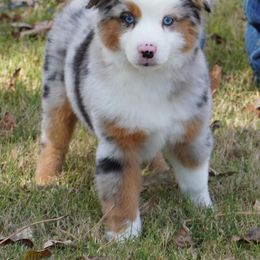 Blue Merle Female 2 - Blue merle female Miniature Australian Shepherd puppy in Lawton, Oklahoma from Lindsey’s Aussies