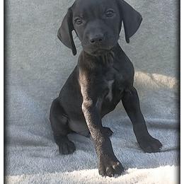 Boy 5 - Black male German Shorthaired Pointer puppy in Laporte, Minnesota from Northern Odyssey Gun Dogs