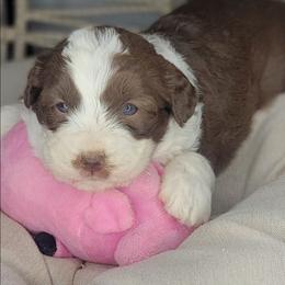 Suzie - Brown and white female Aussiedoodle puppy in Lincoln, California from Pasta Puppies Doodles