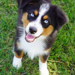 Boy 2 - Black tri male Miniature Australian Shepherd puppy in Lawton, Oklahoma from Lindsey’s Aussies