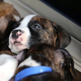 American Staffordshire Terrier Puppies from Liberty Am Staffs