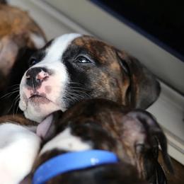 American Staffordshire Terrier Puppies from Liberty Am Staffs