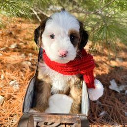 Ember - Sable female Bernedoodle puppy in Wamego, Kansas from Doodles of Oz