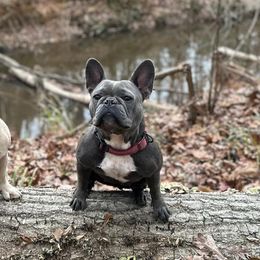 Kimber - French Bulldog