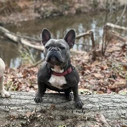 Kimber - French Bulldog