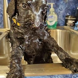 Labradoodle Puppies from Silver Acorn Doodles
