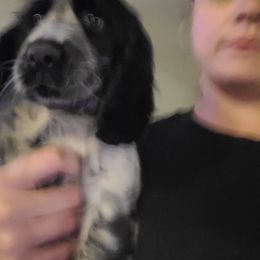 English Springer Spaniel Puppies from Savannah River Springers