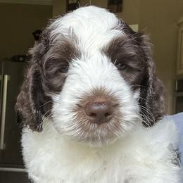 Milan - Chocolate male Australian Labradoodle puppy in Chuluota, Florida from Delano Australian Labradoodles